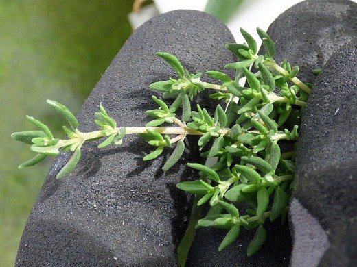 Thyme (Thymus vulgaris)