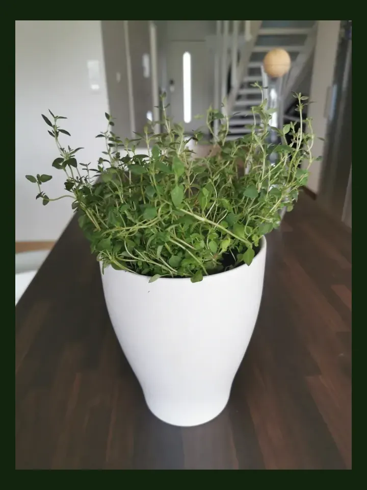 Thyme real-world photo reference (Thymus vulgaris)
