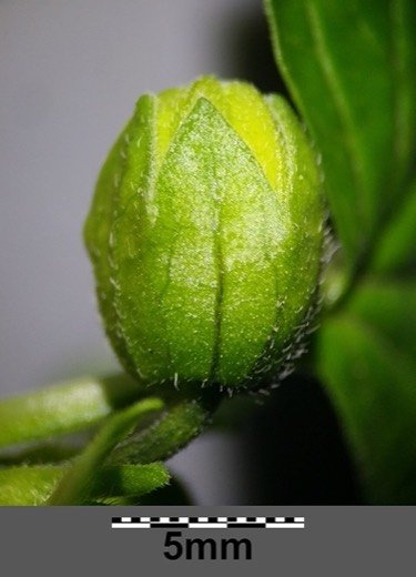 Tomatillo (Physalis philadelphica)