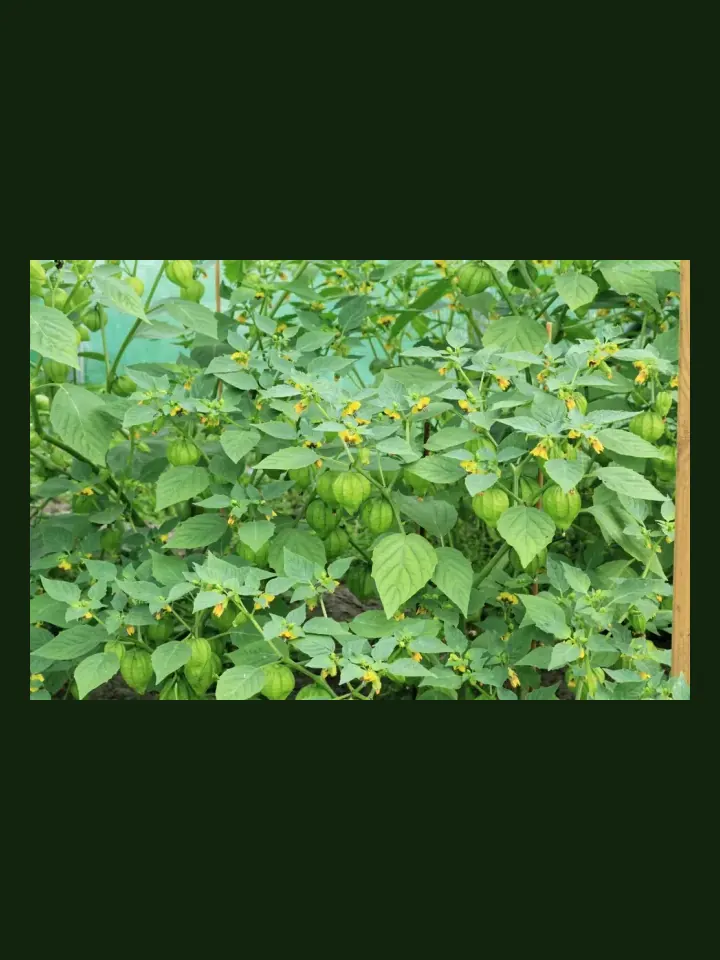 Tomatillo real-world photo reference (Physalis philadelphica)