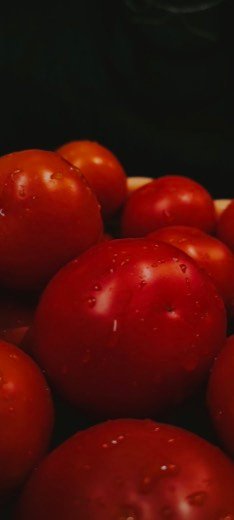Tomato (Solanum lycopersicum)