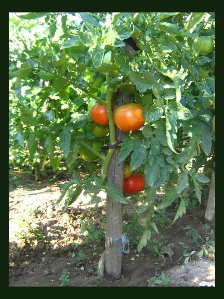 Tomato real-world photo reference (Solanum lycopersicum)