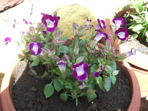 Torenia