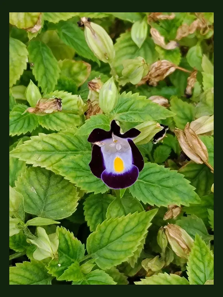 Torenia real-world photo reference (Torenia fournieri)