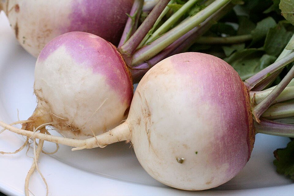 Turnip (Brassica rapa rapa)
