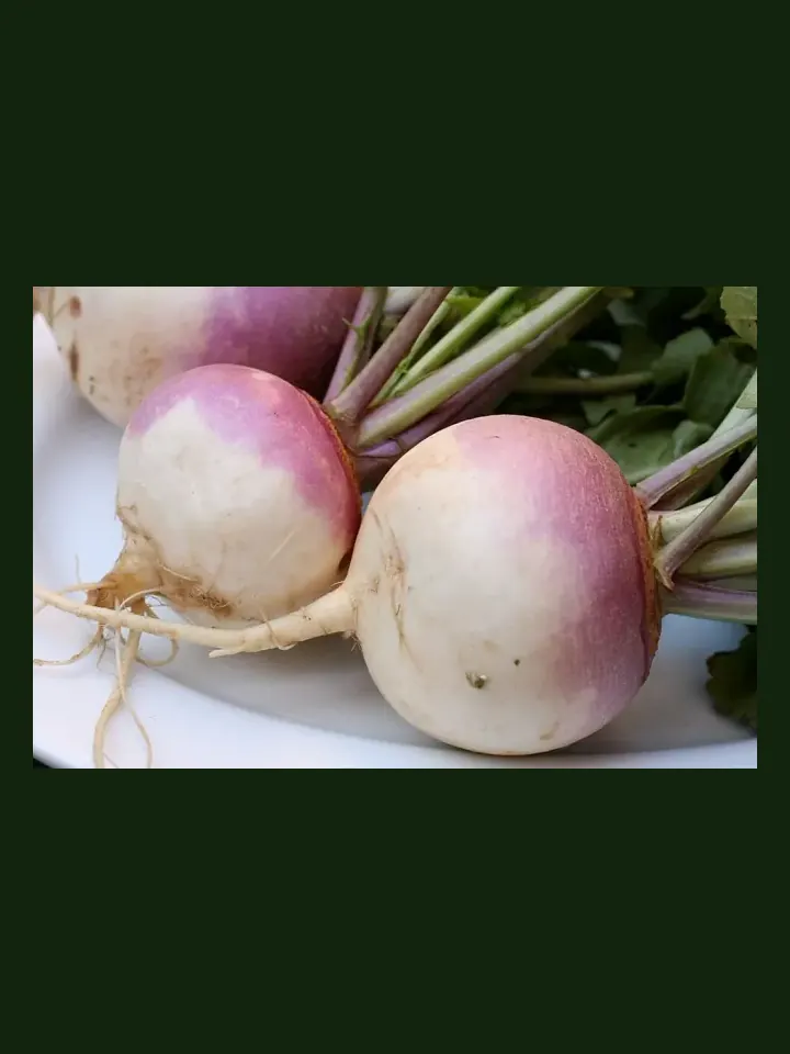 Turnip real-world photo reference (Brassica rapa rapa)
