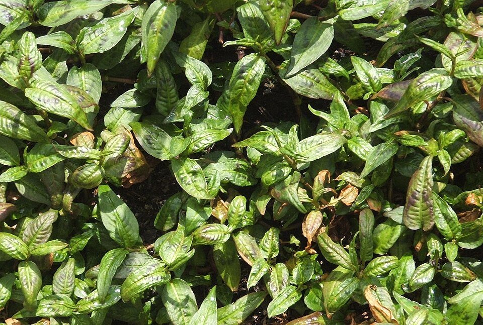 Vietnamese Coriander (Persicaria odorata)