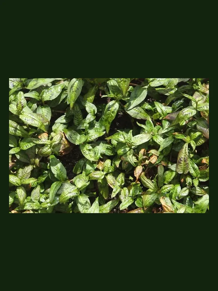 Vietnamese Coriander real-world photo reference (Persicaria odorata)