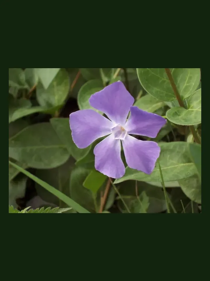 Vinca real-world photo reference (Catharanthus roseus)