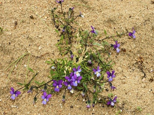 Viola