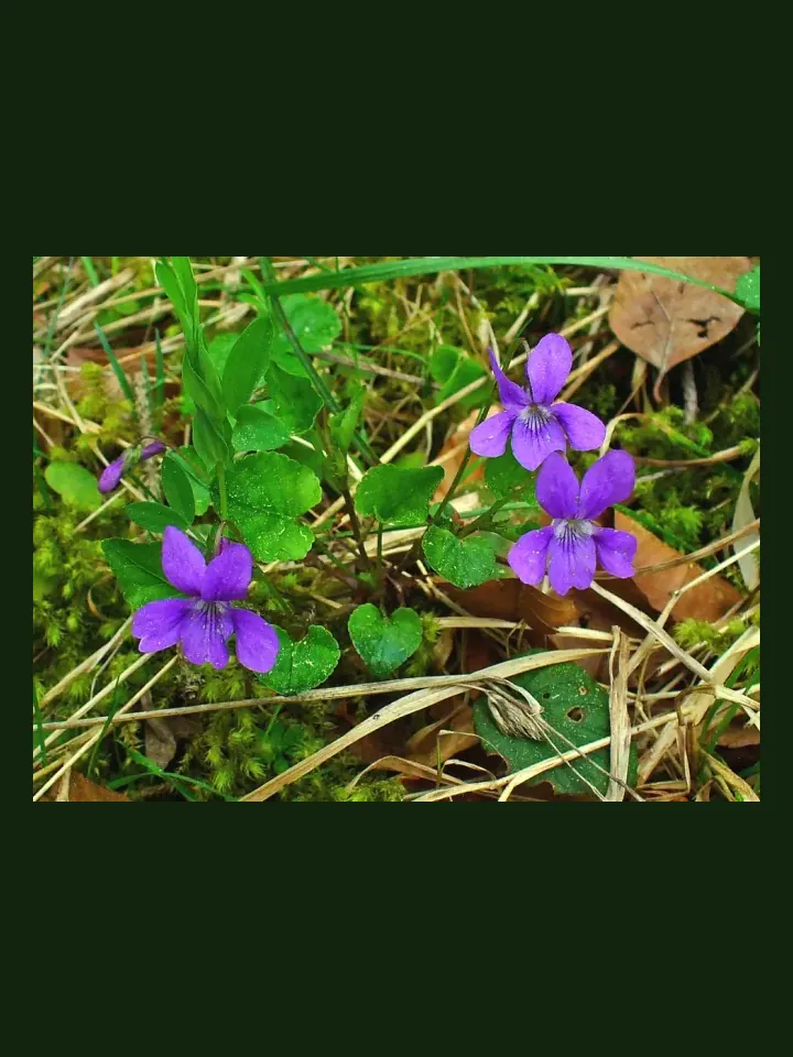 Viola real-world photo reference (Viola tricolor)