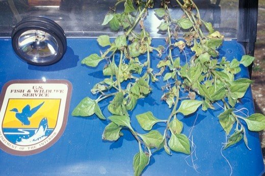 Warrigal Greens