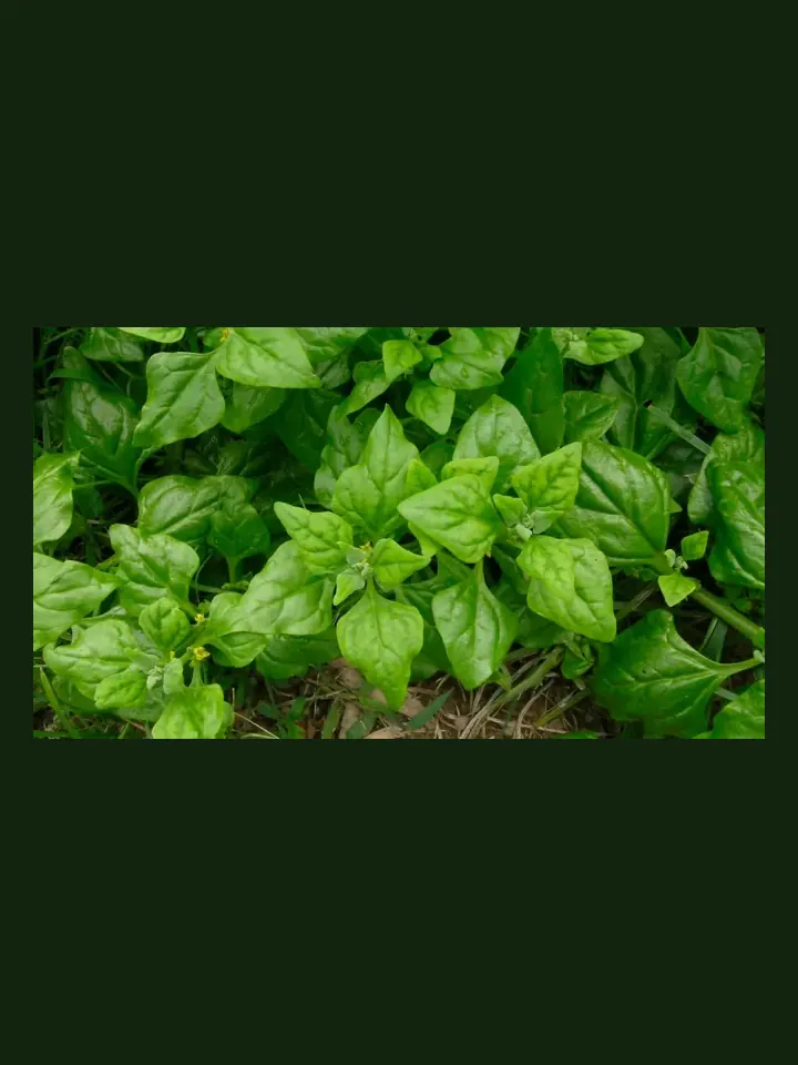 Warrigal Greens real-world photo reference (Tetragonia tetragonioides)