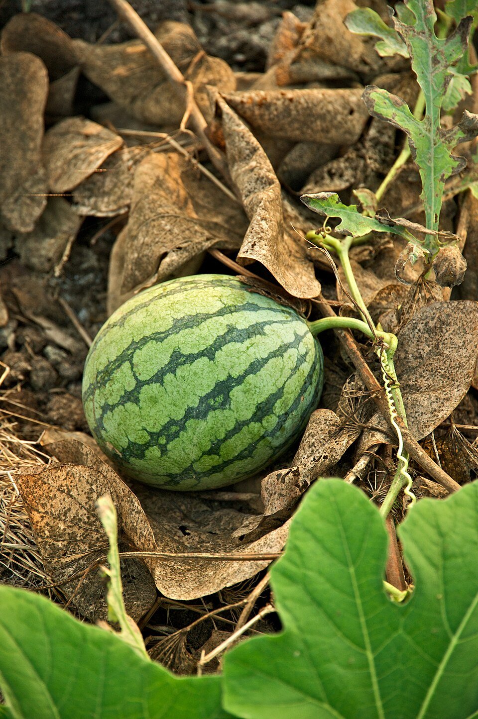 Watermelon (Citrullus lanatus)