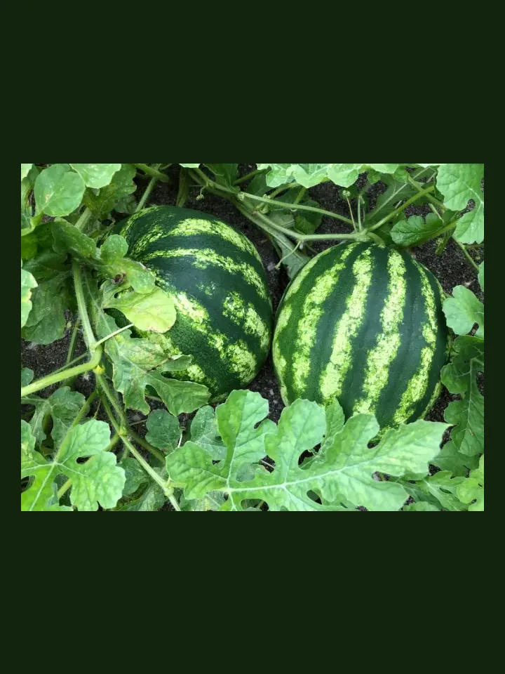 Watermelon real-world photo reference (Citrullus lanatus)