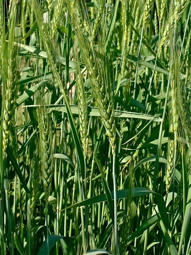 Wheat (Triticum aestivum)