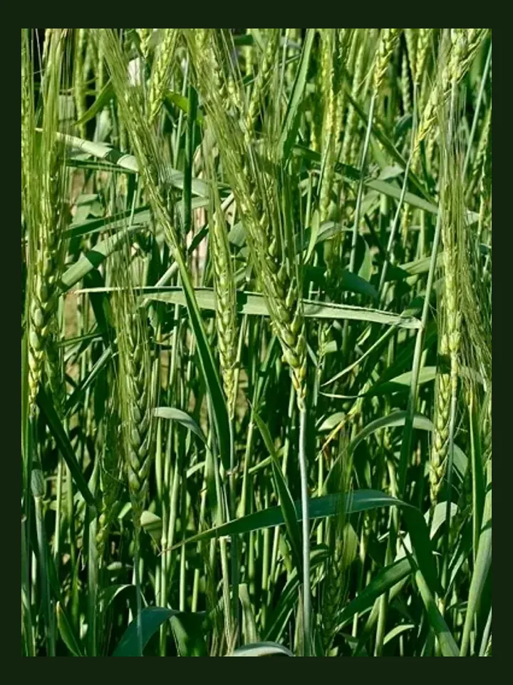 Wheat real-world photo reference (Triticum aestivum)