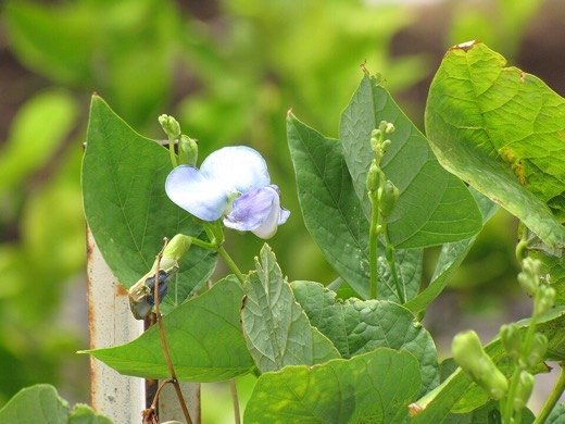 Winged Bean