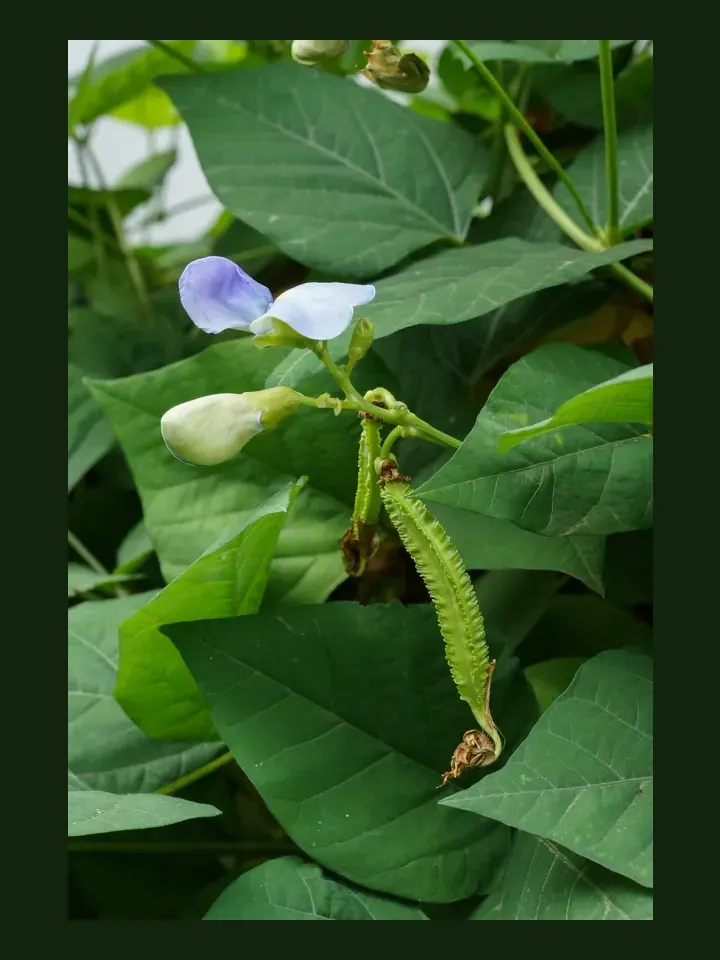 Winged Bean real-world photo reference (Psophocarpus tetragonolobus)
