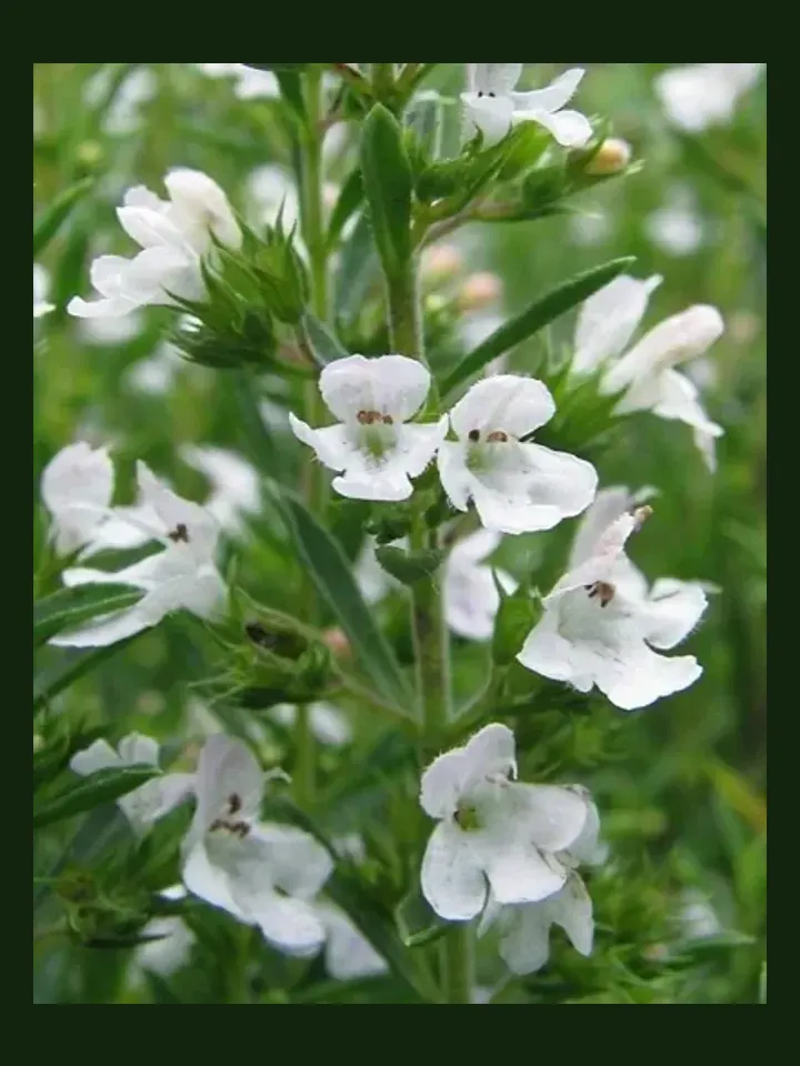 Winter Savory real-world photo reference (Satureja montana)