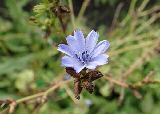 Witloof Chicory