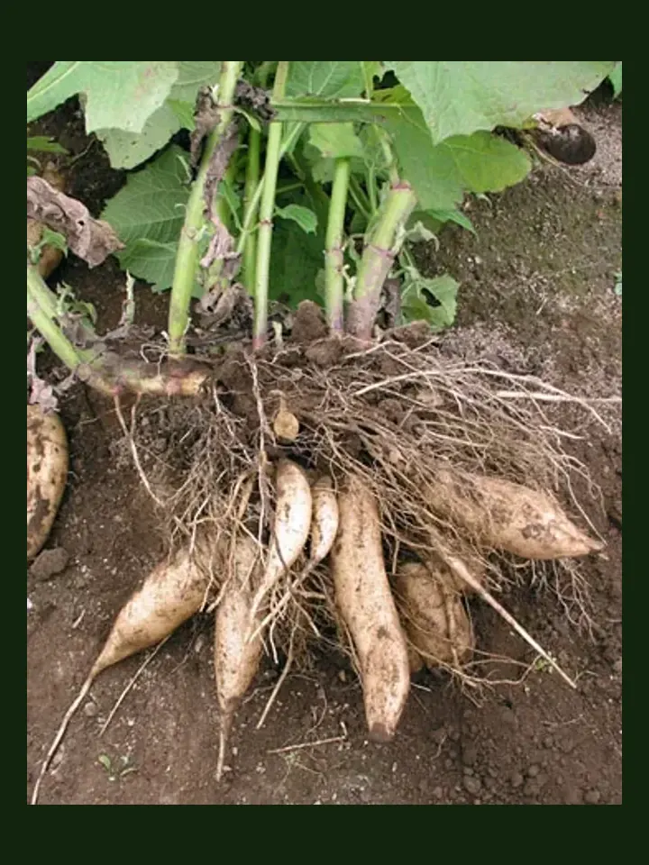Yacon real-world photo reference (Smallanthus sonchifolius)