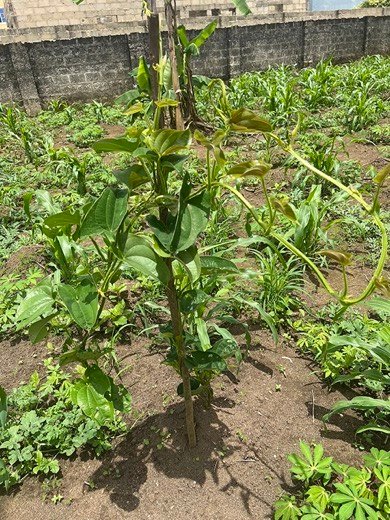 Yam