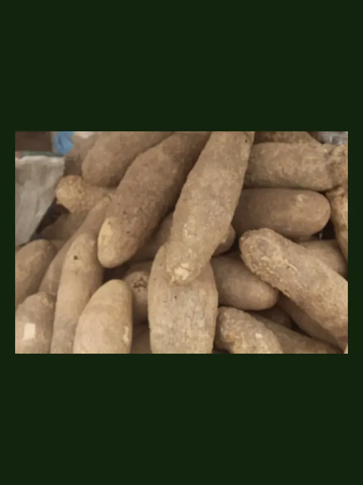 Yam real-world photo reference (Dioscorea spp.)