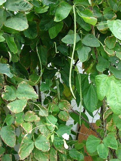 Yardlong Bean