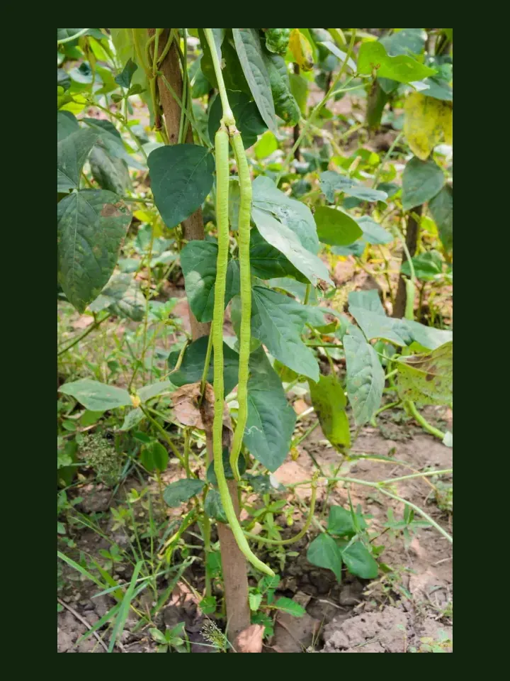Yardlong Bean real-world photo reference (Vigna unguiculata subsp. sesquipedalis)