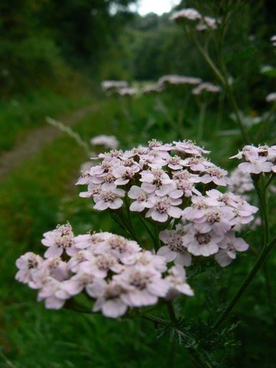 Yarrow