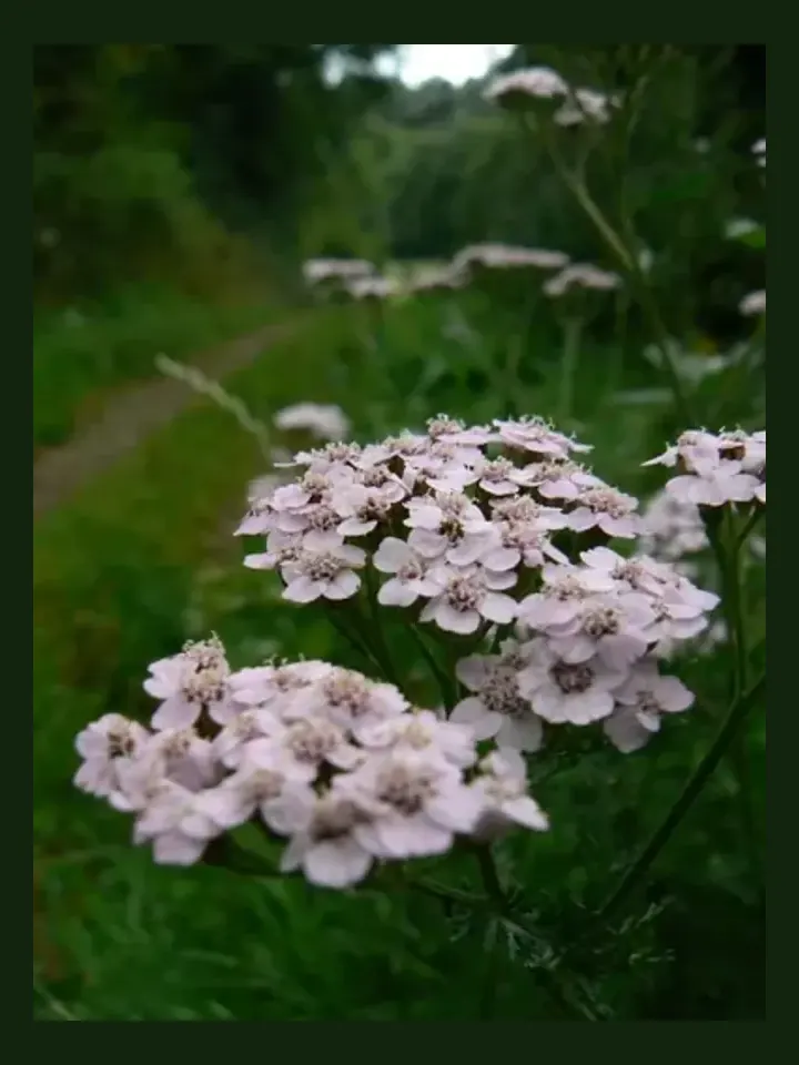 Yarrow real-world photo reference (Achillea millefolium)
