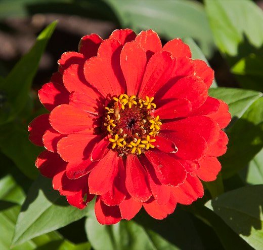 Zinnia