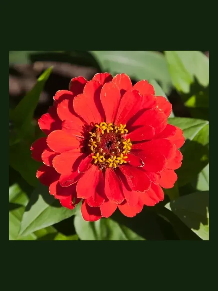 Zinnia real-world photo reference (Zinnia elegans)