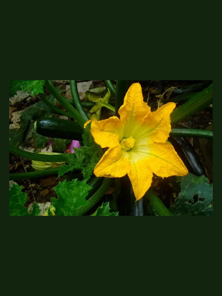 Zucchini real-world photo reference (Cucurbita pepo)