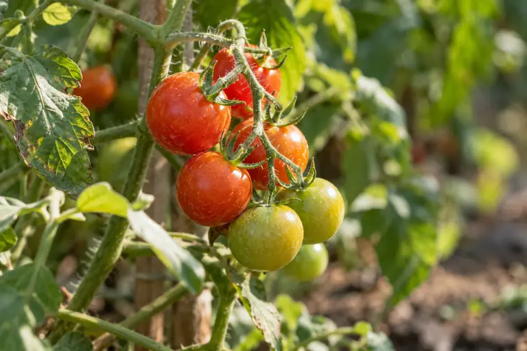 A truss of cherry tomatoes ripening on the vine