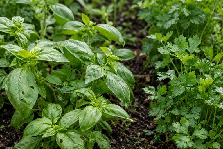 Basil and parsley growing side by side after rain