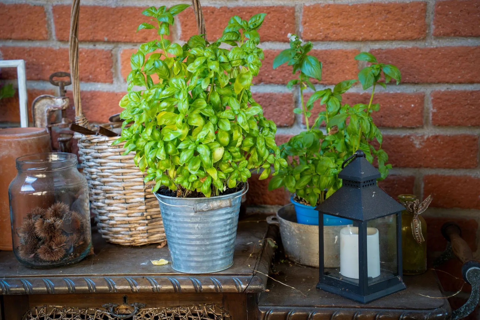 A basil plant growing in a galvanised pot on a patio table, with more herbs in pots behind it